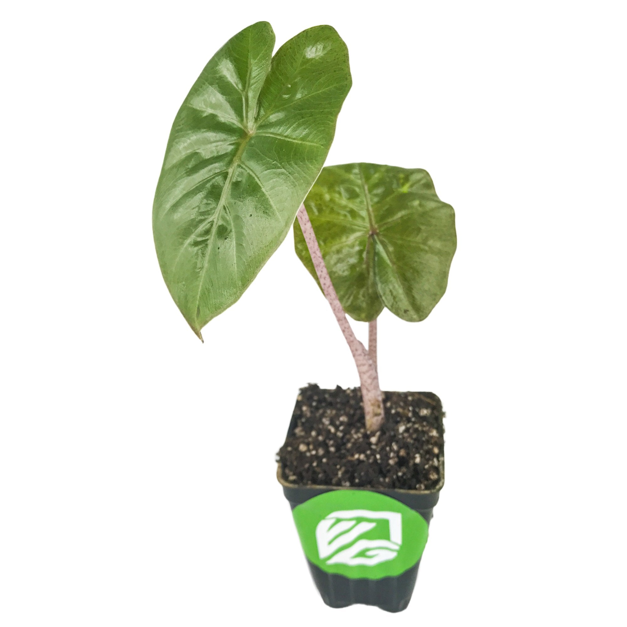 The Yucatan Queen Elephant Ear by Wellspring Gardens features two large, heart-shaped, rippled leaves and pale stems in dark soil within a black pot with a green leaf logo—ideal for fans of elephant ear varieties.