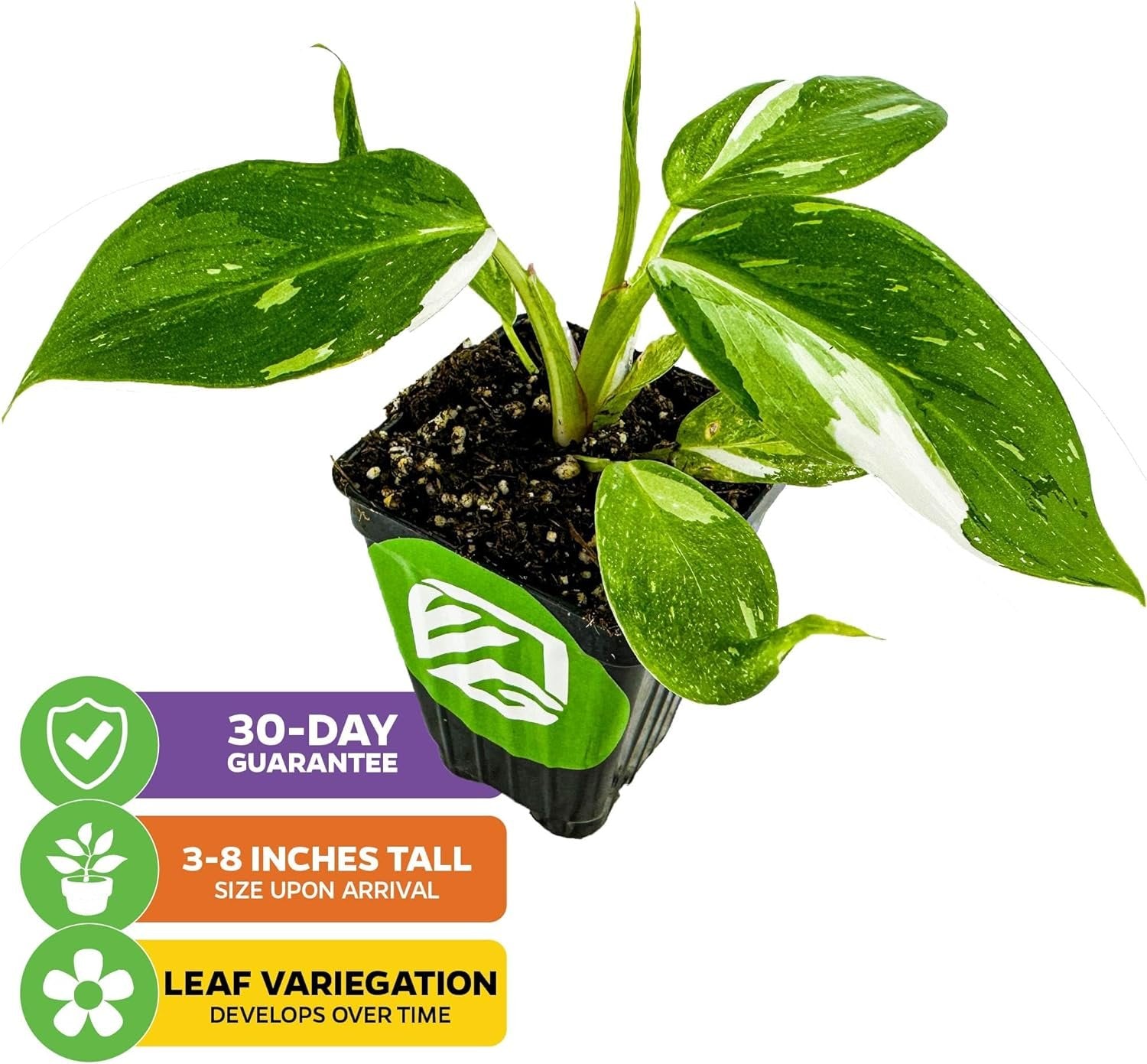 Philodendron 'White Princess' Variegated Live Plant - Philodendron erubescens
