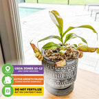 The Wellspring Gardens St. Gaya Pitcher Plant Carnivorous (Nepenthes) thrives indoors near sunlight in USDA Zones 10–12, requires no fertilizer, and stays healthy when fed bugs—simply pause watering during winter dormancy.
