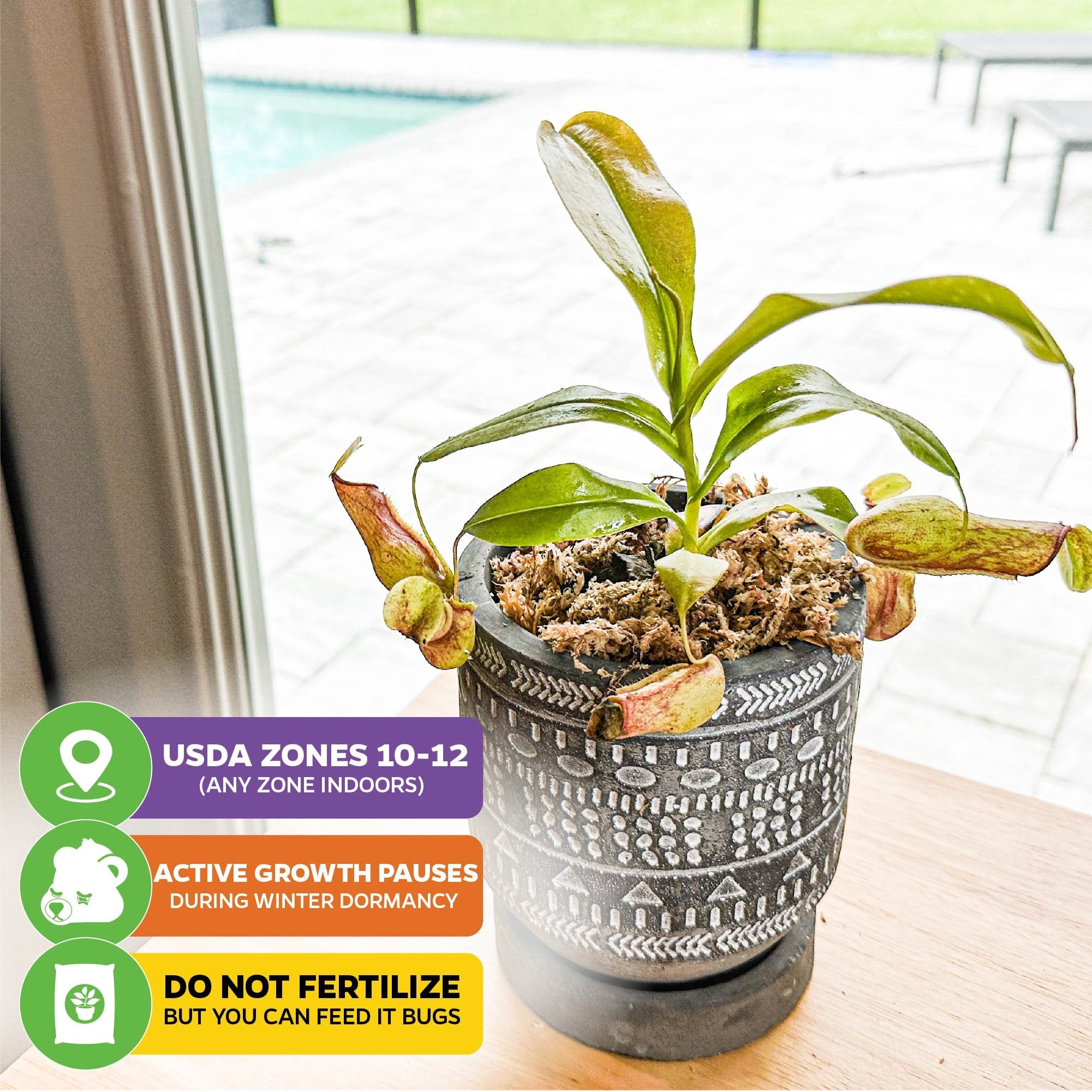 The Wellspring Gardens St. Gaya Pitcher Plant Carnivorous (Nepenthes) thrives indoors near sunlight in USDA Zones 10–12, requires no fertilizer, and stays healthy when fed bugs—simply pause watering during winter dormancy.