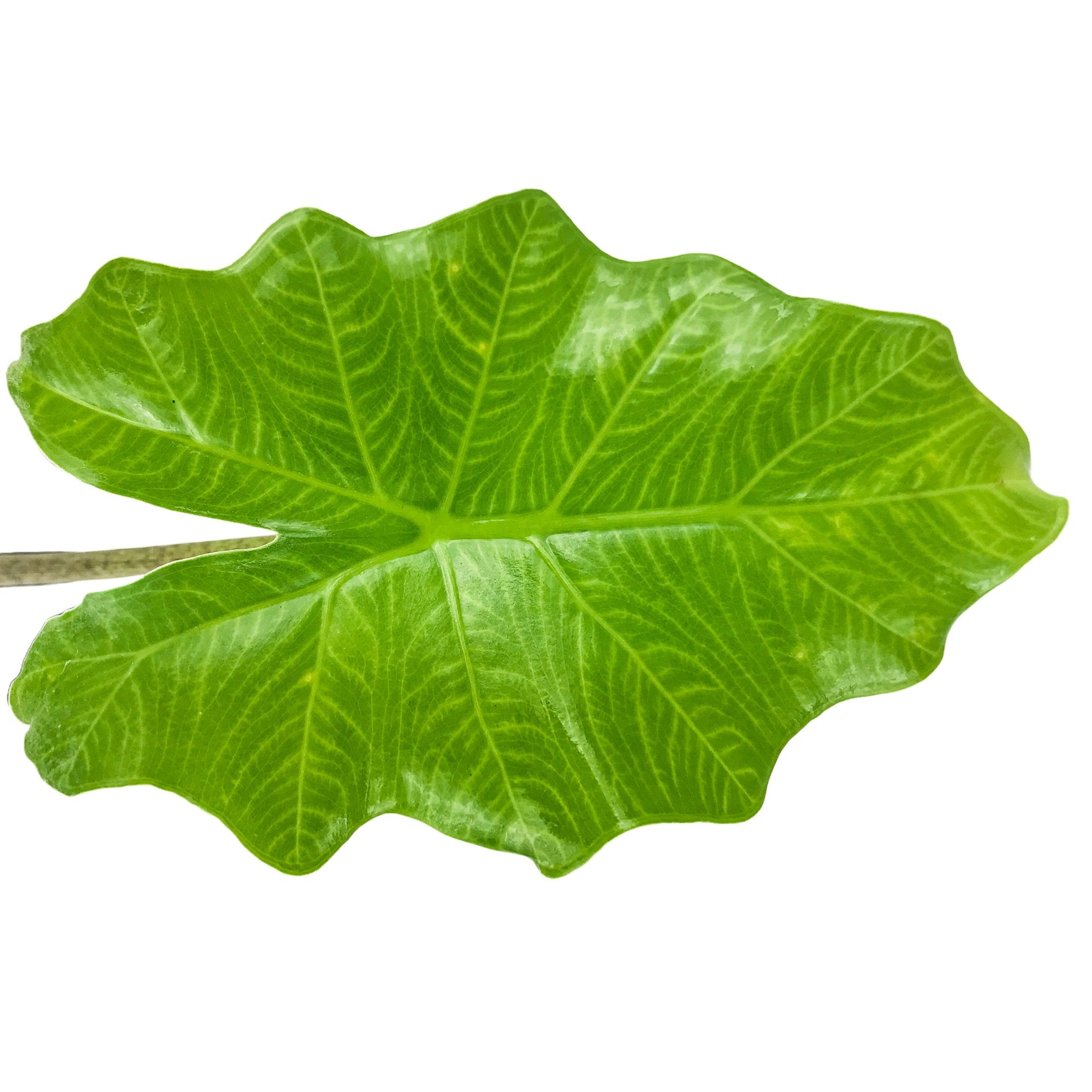 A single large, bright green Portora Elephant Ear - Alocasia leaf with prominent veins and wavy edges from Wellspring Gardens, isolated on a white background.
