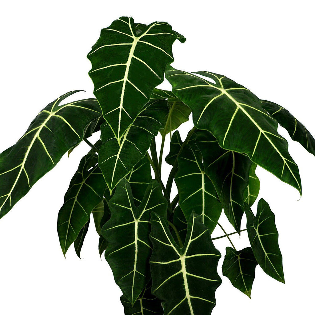Velvet Elvis Elephant Ear - Alocasia micholitziana