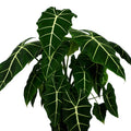 A close-up of the Velvet Elvis Elephant Ear (Alocasia micholitziana) by Wellspring Gardens, an elegant indoor plant with large, dark green, velvety arrow-shaped leaves and striking white veins, set against a plain white background.