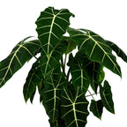 A close-up of the Velvet Elvis Elephant Ear (Alocasia micholitziana) by Wellspring Gardens, an elegant indoor plant with large, dark green, velvety arrow-shaped leaves and striking white veins, set against a plain white background.