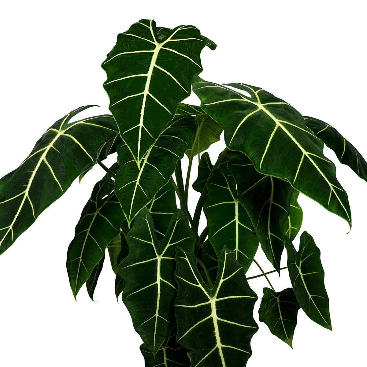 A close-up of the Velvet Elvis Elephant Ear (Alocasia micholitziana) by Wellspring Gardens, an elegant indoor plant with large, dark green, velvety arrow-shaped leaves and striking white veins, set against a plain white background.