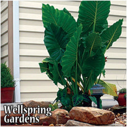 Calidora Elephant Ear (Persian Palm) - Alocasia