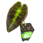 The Wellspring Gardens Black Beauty Elephant Ear (Colocasia antiquorum) is a small potted plant with a large, dark green leaf highlighted by bright green veins and black stems, set in a black plastic pot with a green and white leaf logo on white background.