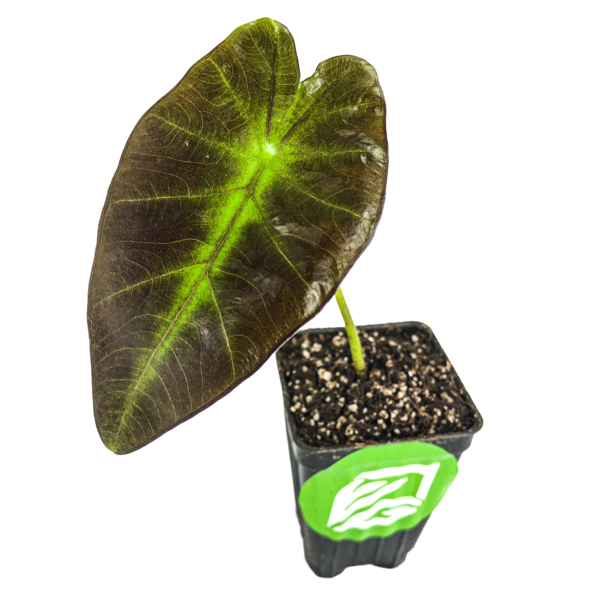 The Wellspring Gardens Black Beauty Elephant Ear (Colocasia antiquorum) is a small potted plant with a large, dark green leaf highlighted by bright green veins and black stems, set in a black plastic pot with a green and white leaf logo on white background.