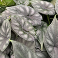Glossy, heart-shaped leaves with prominent veins cluster together in a lush display—perfect as a rare Dragon Scale Elephant Ear (Alocasia baginda) from Wellspring Gardens for your indoor plant collection.