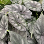 Glossy, heart-shaped leaves with prominent veins cluster together in a lush display—perfect as a rare Dragon Scale Elephant Ear (Alocasia baginda) from Wellspring Gardens for your indoor plant collection.
