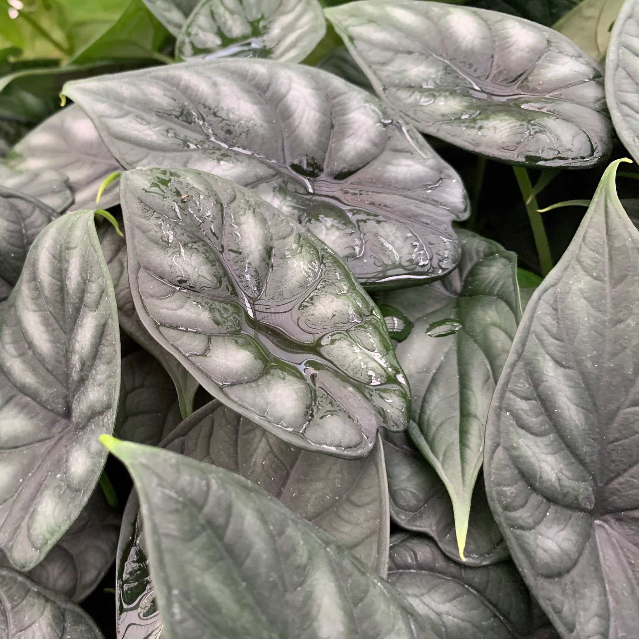 Glossy, heart-shaped leaves with prominent veins cluster together in a lush display—perfect as a rare Dragon Scale Elephant Ear (Alocasia baginda) from Wellspring Gardens for your indoor plant collection.