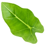 A single bright green, heart-shaped leaf with prominent veins and a glossy finish—reminiscent of the Velvet Elvis Elephant Ear (Alocasia micholitziana) by Wellspring Gardens—is isolated on a white background.