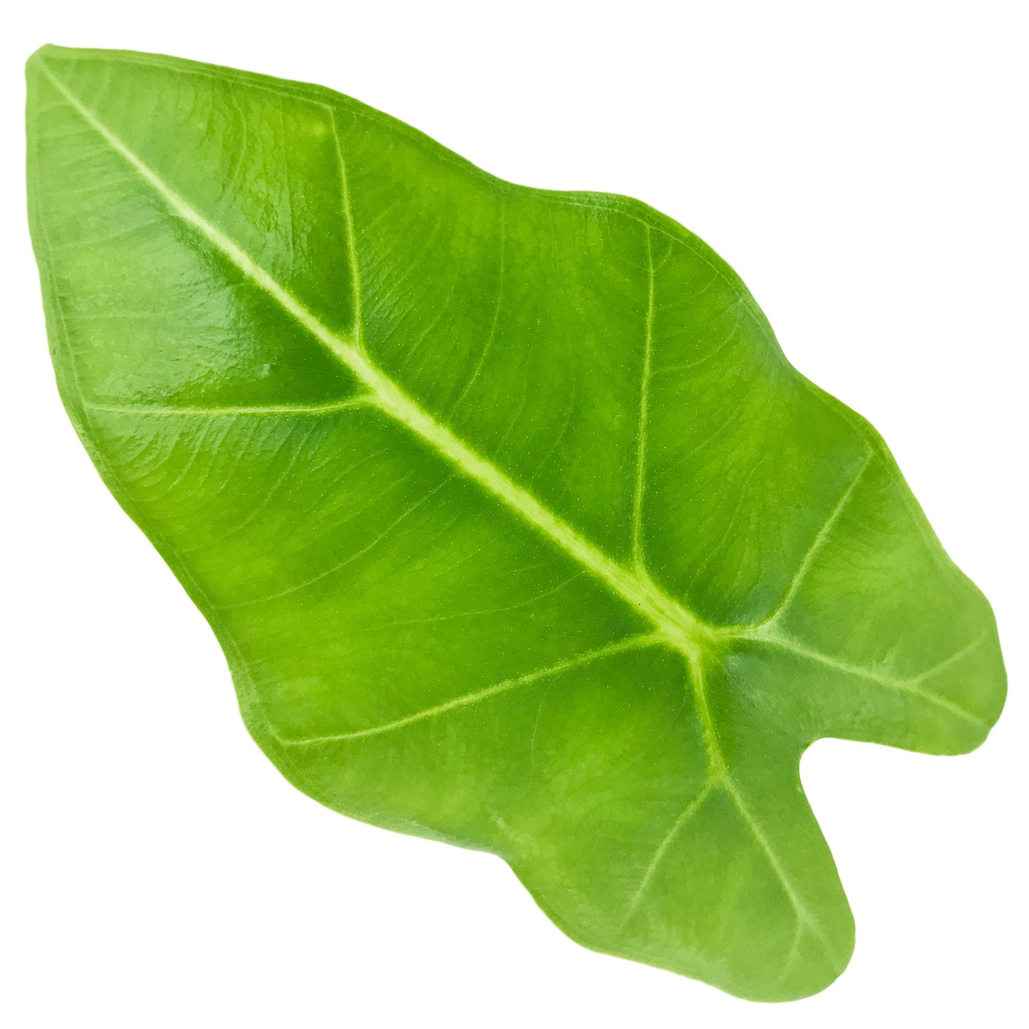 A single bright green, heart-shaped leaf with prominent veins and a glossy finish—reminiscent of the Velvet Elvis Elephant Ear (Alocasia micholitziana) by Wellspring Gardens—is isolated on a white background.