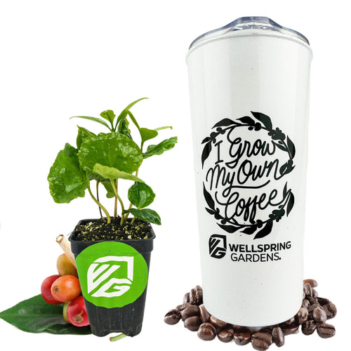 Live Coffee Plant + 'I Grow My Own Coffee' 18-OZ Travel Tumbler Gift Set