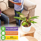 A boy and an adult sit on a couch as a Philodendron 'Ring of Fire' Variegated (Wendlandii x P. Tortum) from Wellspring Gardens, with its striking leaves, rests on a stool. Text overlays display USDA zone, dormancy info, and fertilizer ratio.