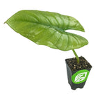 The Wellspring Gardens Reginae Elephant Ear (Alocasia Reginae) features a single large, glossy blue-gray leaf on a short stem in a black pot with a green and white leaf logo.