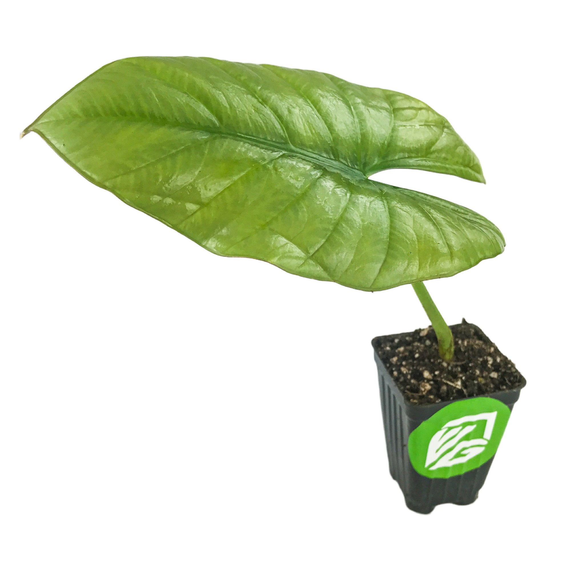 The Wellspring Gardens Reginae Elephant Ear (Alocasia Reginae) features a single large, glossy blue-gray leaf on a short stem in a black pot with a green and white leaf logo.