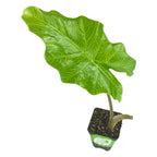 A Wellspring Gardens Portora Elephant Ear - Alocasia features a large, wavy-edged green leaf in an upright clump on a sturdy stem, potted in soil in a small square black container against a white background.
