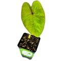A Bun Long Edible Elephant Ear (Colocasia esculenta) by Wellspring Gardens, featuring large heart-shaped leaves, grows in soil in a black pot, isolated on a white background.