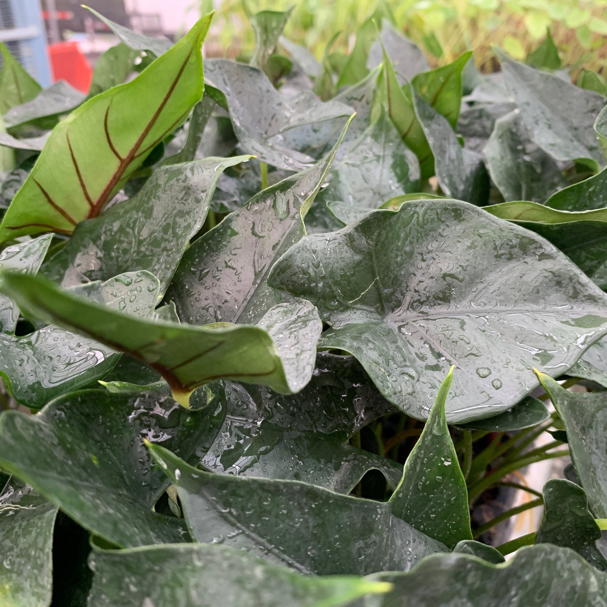 Close-up of Wellspring Gardens' Purple Cloak Elephant Ear - Alocasia showing vibrant purple-green leaves with distinct veins and raindrops, standing out against a softly blurred backdrop of lush greenery.