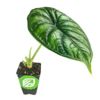 A single-leaf Dragon Scale Elephant Ear (Alocasia baginda) from Wellspring Gardens—an eye-catching, rare indoor plant with a glossy, heart-shaped green leaf and a few stems, set against a white background.