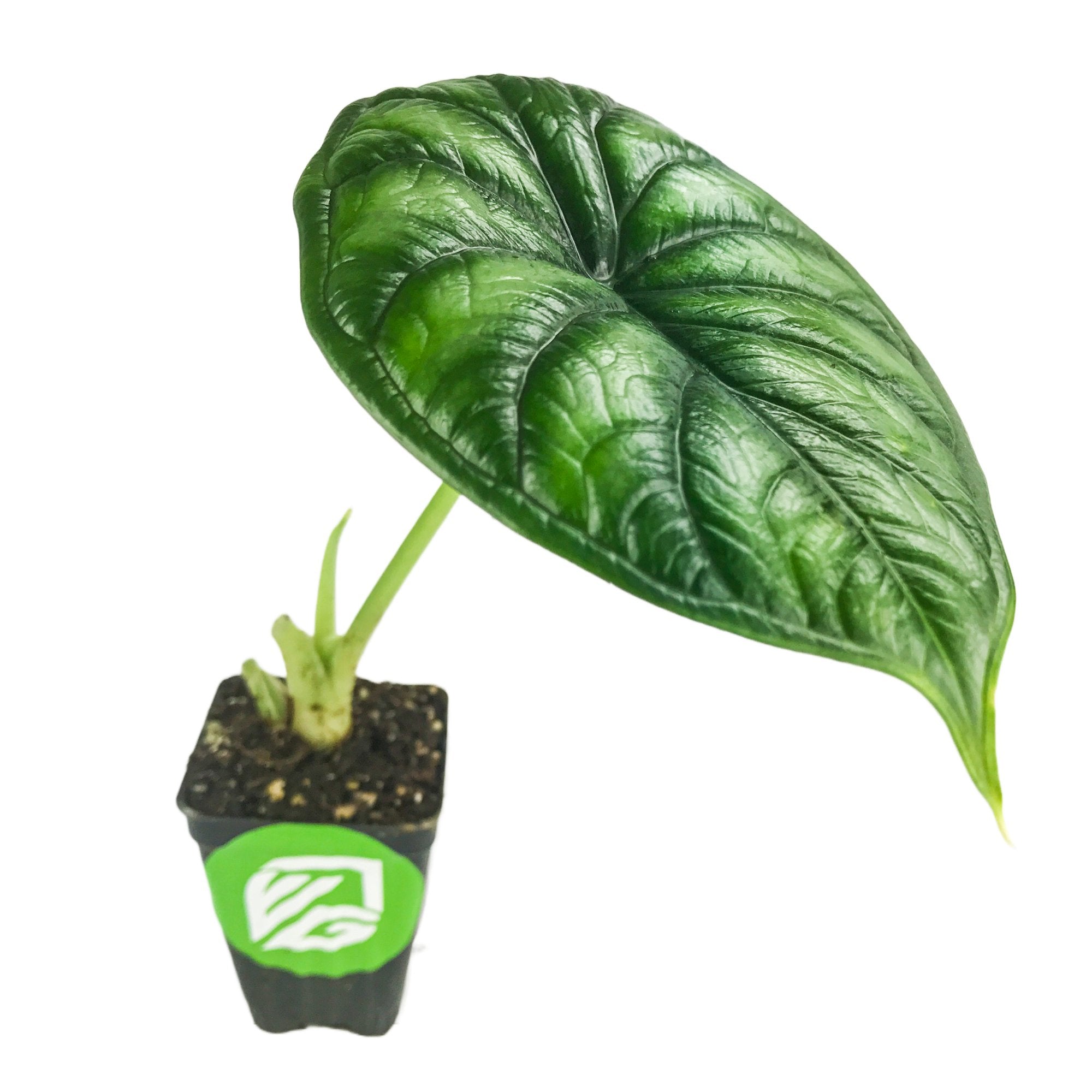 A single-leaf Dragon Scale Elephant Ear (Alocasia baginda) from Wellspring Gardens—an eye-catching, rare indoor plant with a glossy, heart-shaped green leaf and a few stems, set against a white background.