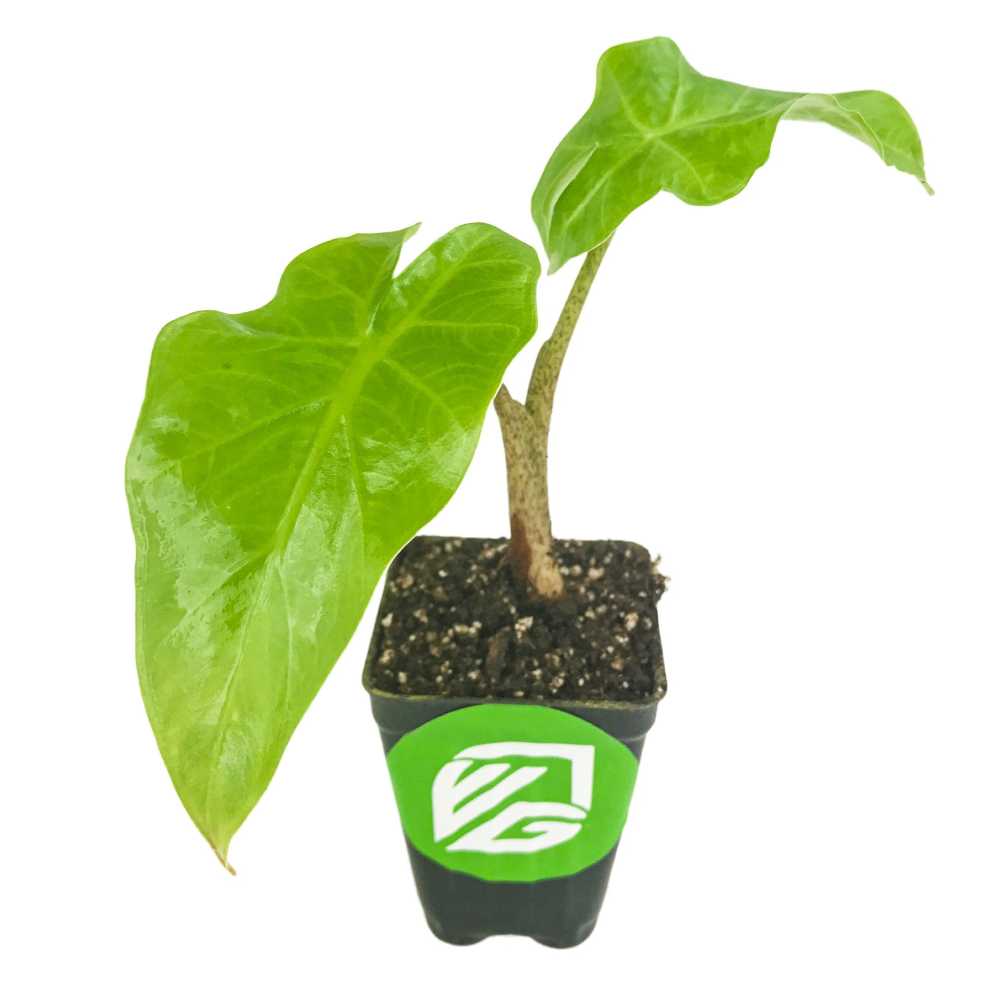 A Wellspring Gardens Low Rider™ Elephant Ear (Alocasia) with two glossy green leaves and a sturdy stem sits in a black pot with a green and white logo sticker, perfect for containers and eye-catching against a plain white background.