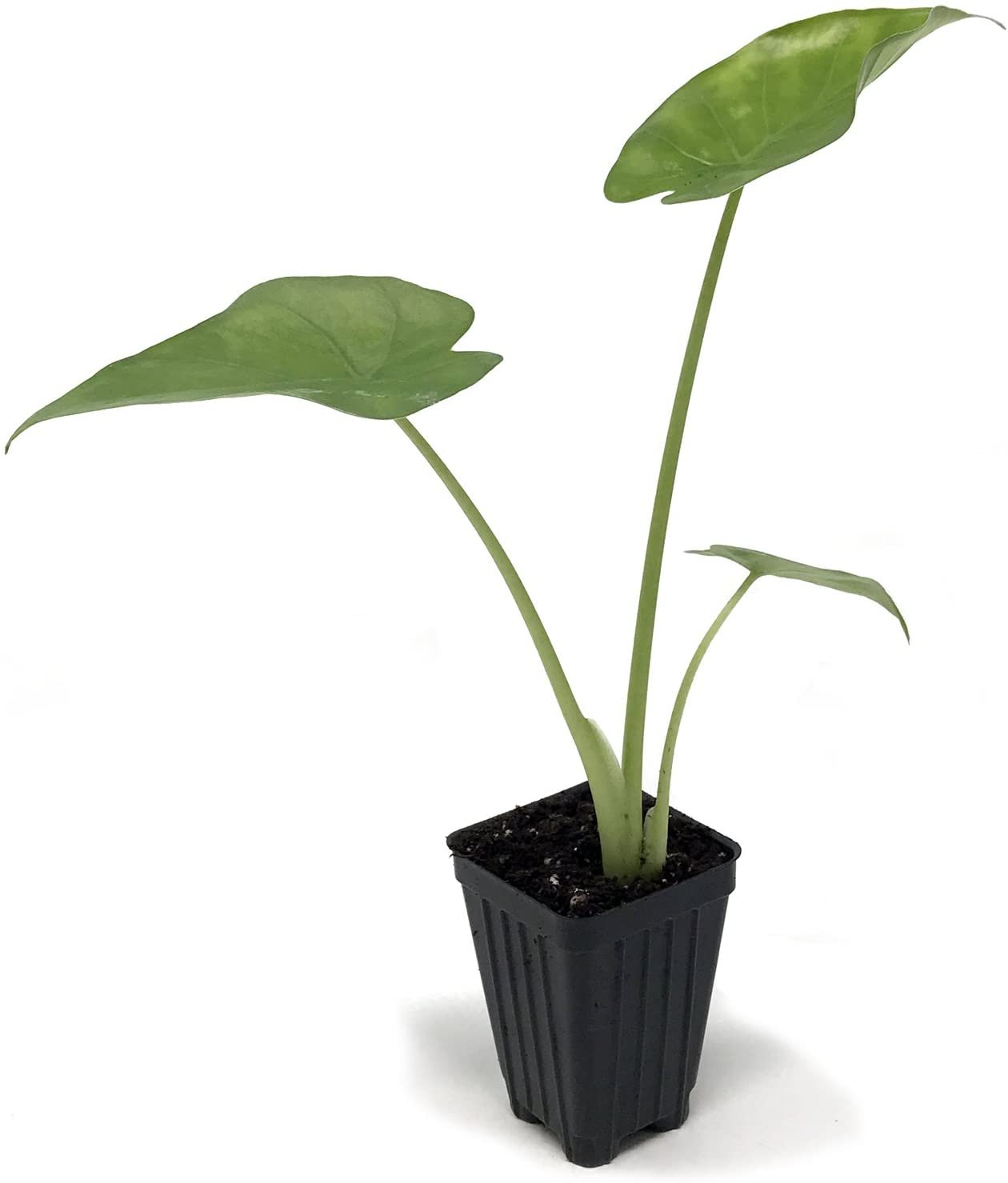 Calidora Elephant Ear (Persian Palm) - Alocasia