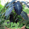 Black Beauty Elephant Ear (Colocasia antiquorum) by Wellspring Gardens features large dark green and purple leaves with bold veins and striking black stems, growing compactly in a pot with small green groundcover plants.
