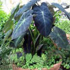 Black Beauty Elephant Ear (Colocasia antiquorum) by Wellspring Gardens features large dark green and purple leaves with bold veins and striking black stems, growing compactly in a pot with small green groundcover plants.