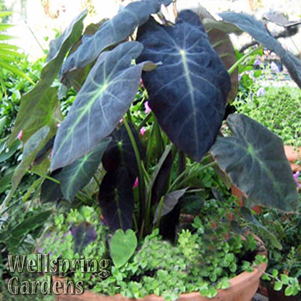 Black Beauty Elephant Ear (Colocasia antiquorum) by Wellspring Gardens features large dark green and purple leaves with bold veins and striking black stems, growing compactly in a pot with small green groundcover plants.