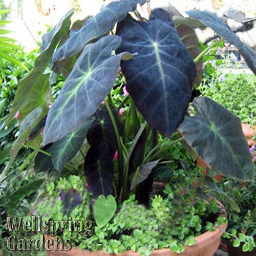Black Beauty Elephant Ear (Colocasia antiquorum) by Wellspring Gardens features large dark green and purple leaves with bold veins and striking black stems, growing compactly in a pot with small green groundcover plants.