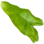 A single, smooth, shiny green leaf of the Tiger / Zebra Elephant Ear (Alocasia zebrina) from Wellspring Gardens stands out on a white background—an elegant addition to any indoor plant or houseplant collection.