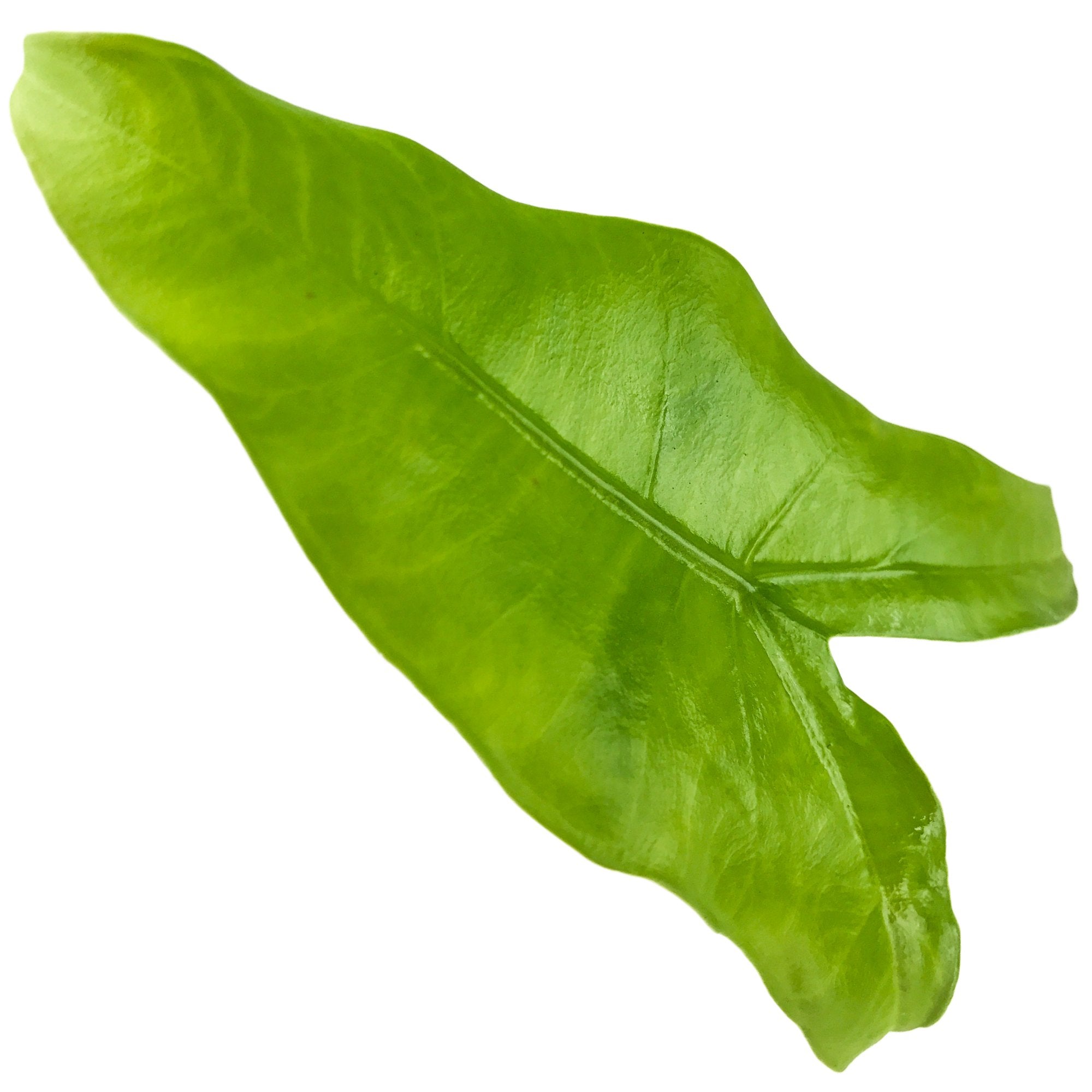 A single, smooth, shiny green leaf of the Tiger / Zebra Elephant Ear (Alocasia zebrina) from Wellspring Gardens stands out on a white background—an elegant addition to any indoor plant or houseplant collection.