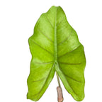 A single bright green Sumo Elephant Ear - Alocasia leaf from Wellspring Gardens, with prominent veins and an arrowhead shape, is photographed against a white background.
