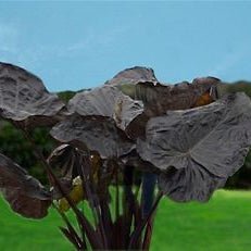 The Black Goblet Elephant Ear (Colocasia) by Wellspring Gardens features large, dark purple leaves with prominent veins. Shown outdoors against a green field and blue sky, this clumping variety impresses with its striking black foliage.