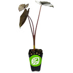 A Wellspring Gardens Black Ruffles Elephant Ear (Colocasia esculenta) with three large, dark purple leaves on long stems is potted in a small black container, featuring a green and white logo, isolated on a white background.