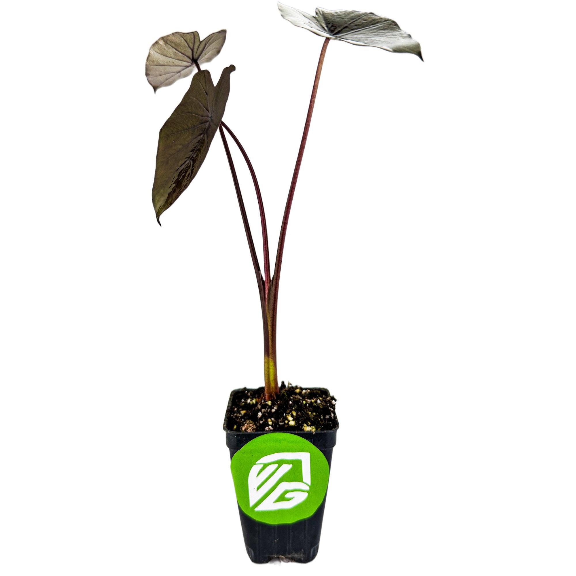 A Wellspring Gardens Black Ruffles Elephant Ear (Colocasia esculenta) with three large, dark purple leaves on long stems is potted in a small black container, featuring a green and white logo, isolated on a white background.