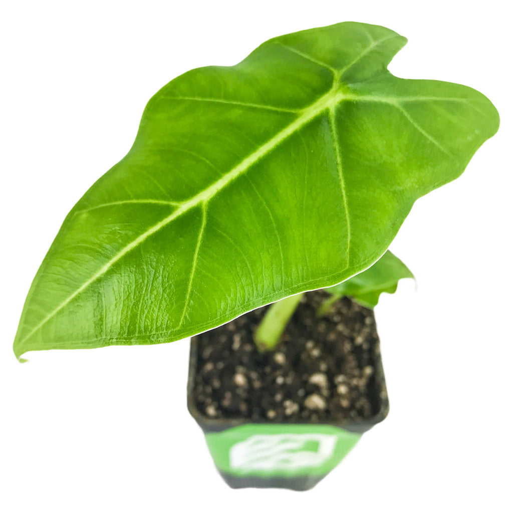 Velvet Elvis Elephant Ear - Alocasia micholitziana
