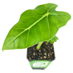 A close-up of a vibrant green Velvet Elvis Elephant Ear (Alocasia micholitziana) from Wellspring Gardens, showing its velvety leaves emerging from dark soil, viewed from above against a white background.