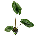 The Wellspring Gardens Platinum Elephant Ear - Alocasia features three large, dark green, heart-shaped leaves on long stems in a small black pot filled with soil. This easy-care, striking plant is set against a white background.
