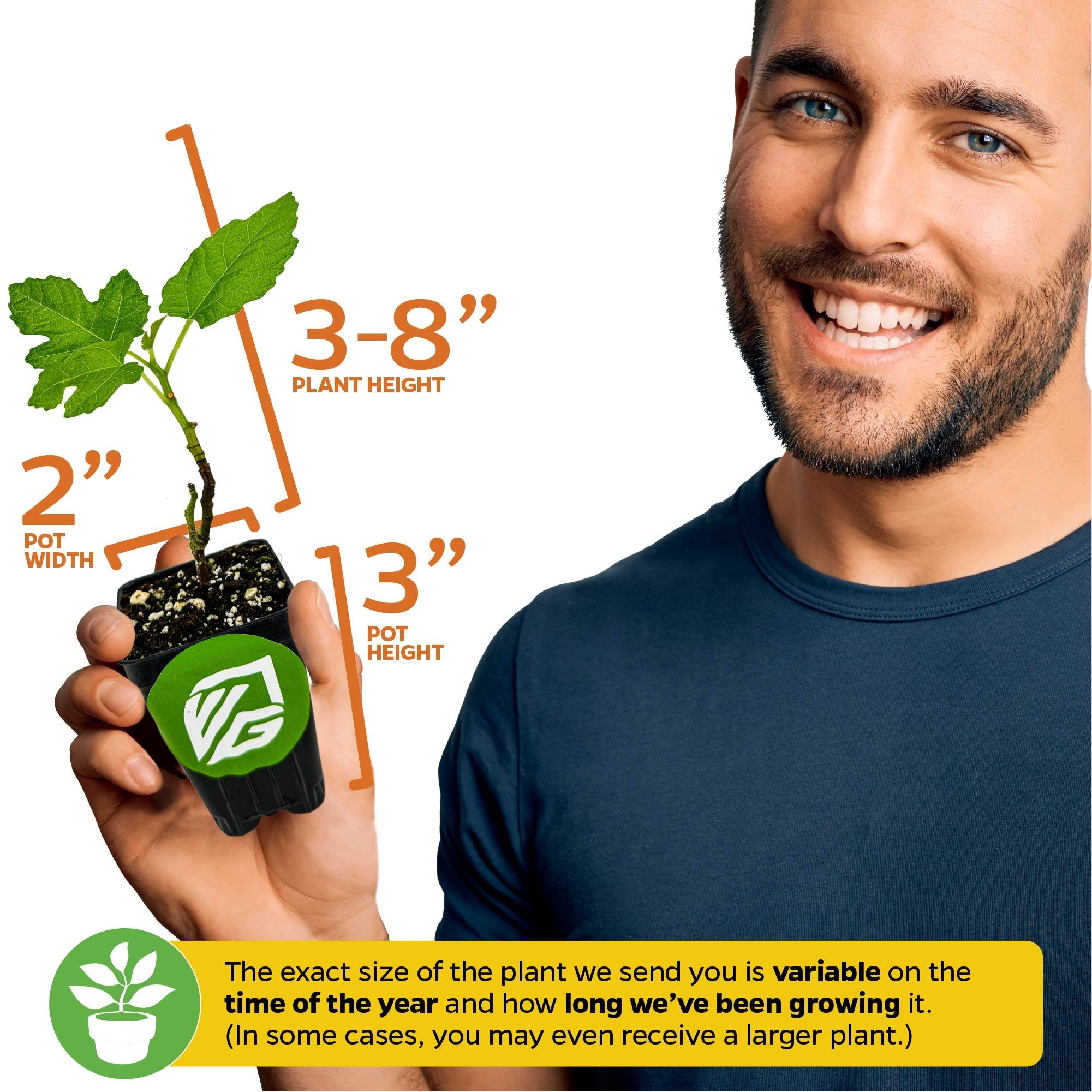A smiling person holds a Wellspring Gardens Black Mission Fig (Ficus carica) in a 2-inch wide, 3-inch high pot; the plant stands 3–8 inches tall. Note: actual plant size may vary by season and growth duration.