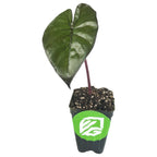 The Wellspring Gardens Yucatán Princess Elephant Ear (Alocasia sarawakensis) features a single large, dark green, heart-shaped leaf with a reddish stem in a black pot with a green and white logo—an eye-catching addition to any plant collection.