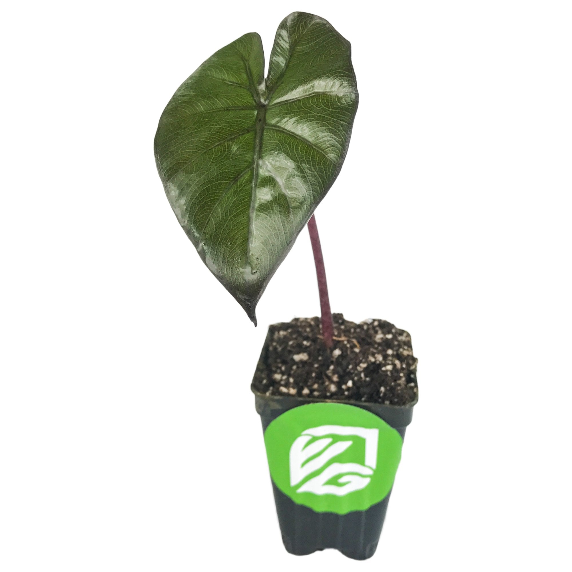 The Wellspring Gardens Yucatán Princess Elephant Ear (Alocasia sarawakensis) features a single large, dark green, heart-shaped leaf with a reddish stem in a black pot with a green and white logo—an eye-catching addition to any plant collection.