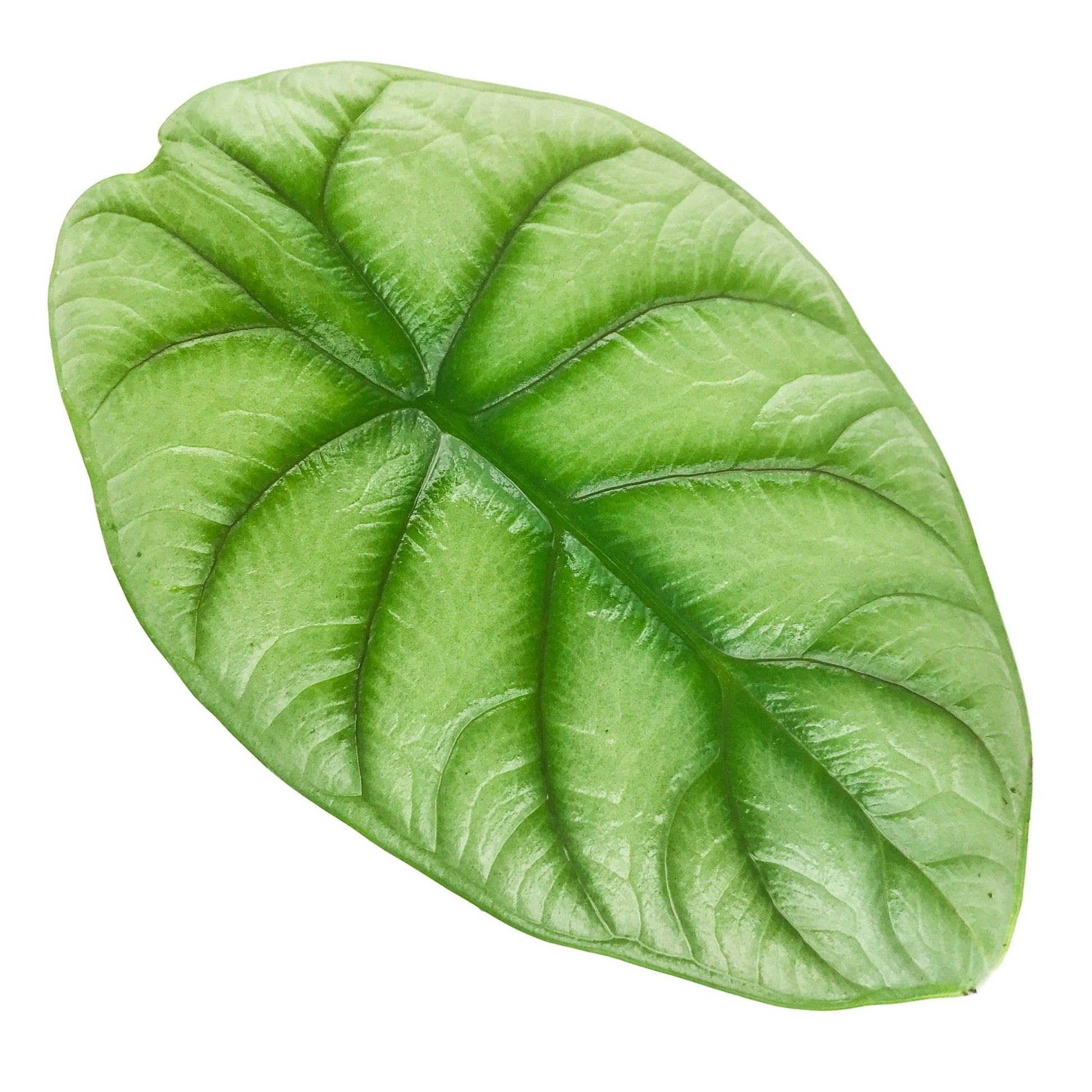 Silver Dragon Elephant Ear - Alocasia baginda