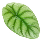 Silver Dragon Elephant Ear - Alocasia baginda
