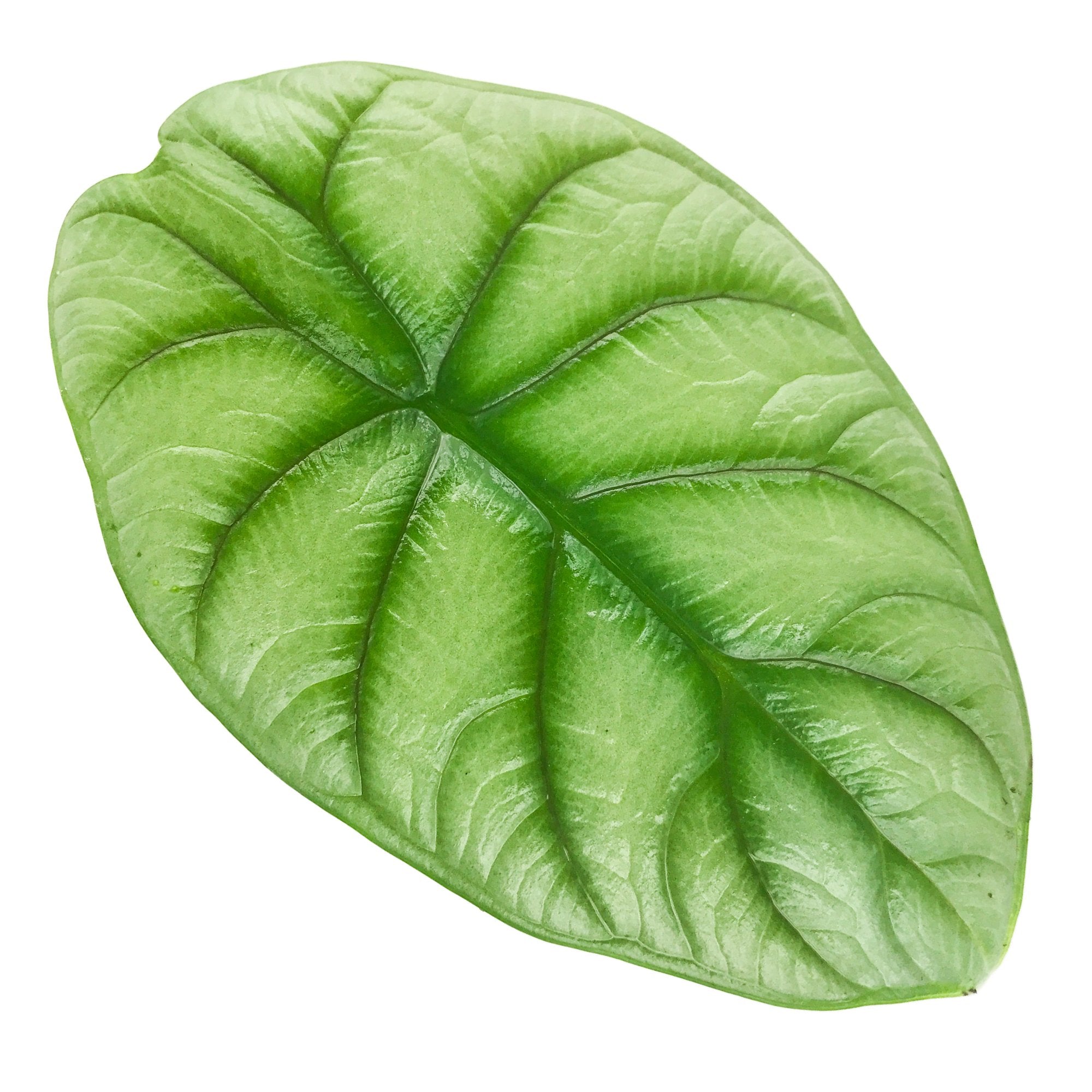 Silver Dragon Elephant Ear - Alocasia baginda