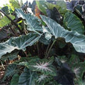 The Kuching Mask ppaf Elephant Ear Taro (Alocasia) from Wellspring Gardens features large, dark green leaves that grow densely outdoors, creating a striking, lush display as sunlight filters through the impressive foliage.