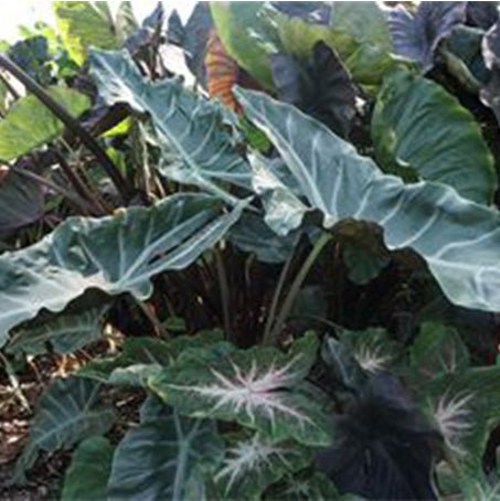 The Kuching Mask ppaf Elephant Ear Taro (Alocasia) from Wellspring Gardens features large, dark green leaves that grow densely outdoors, creating a striking, lush display as sunlight filters through the impressive foliage.