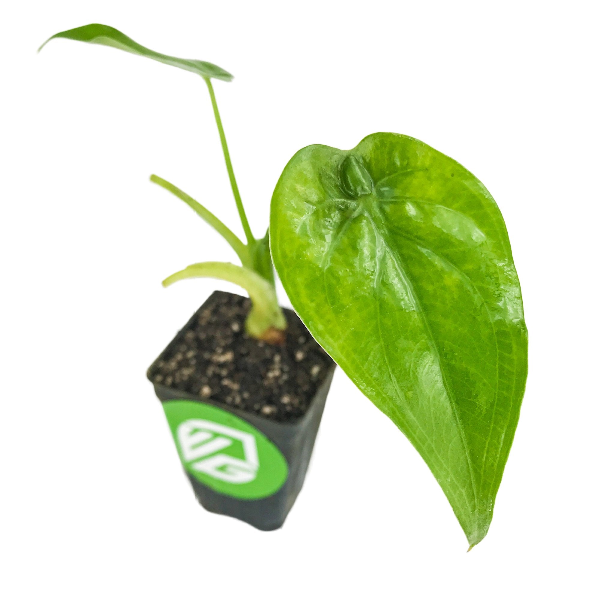 A small potted Cucullata Elephant Ear (Buddha's Palm) by Wellspring Gardens, featuring large heart-shaped green leaves and visible soil in a black pot with a green and white logo, isolated on a white background.